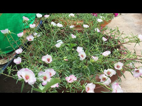 #mossrose #tablerose  25 colours available..... check description 👇🏻