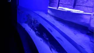 Holiday ni Antalya Aquarium