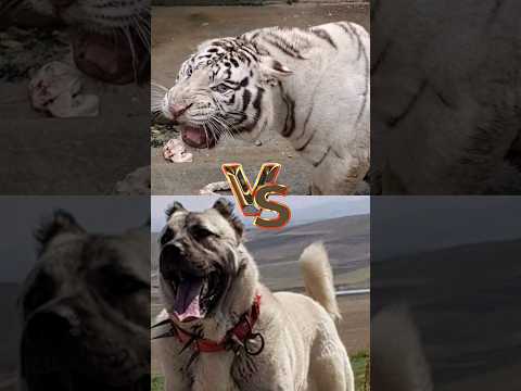 Turkish kangal   VS    Tiger VS    dogs Argentina 😬