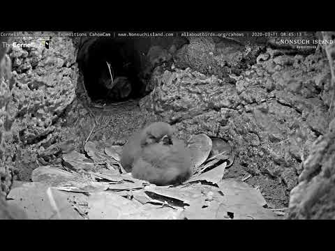 Extra-Fluffy Cahow Chick Yawns, Preens, and Scratches An Itch – March 11, 2020