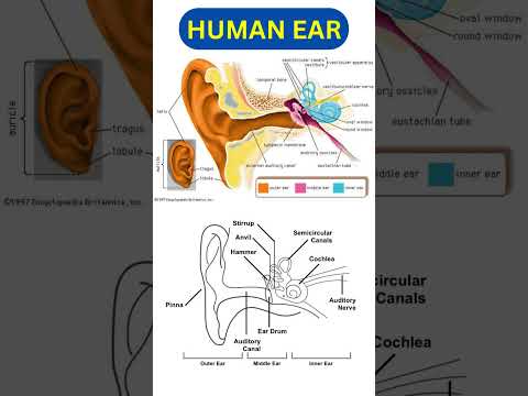 human ear diagram #shorts #biology #humanear