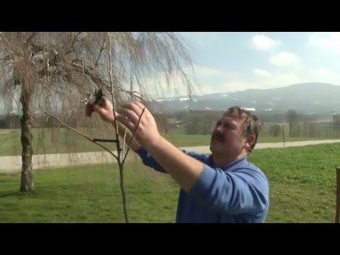 Baumschnitt Folge 05 - Pflanzschnitt