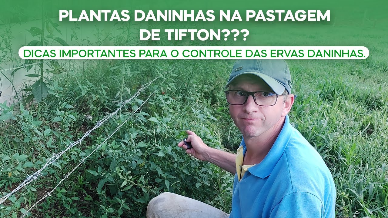 PLANTAS DANINHAS na pastagem de Tifton???Dicas importantes para o controle das ervas daninhas(v.91)