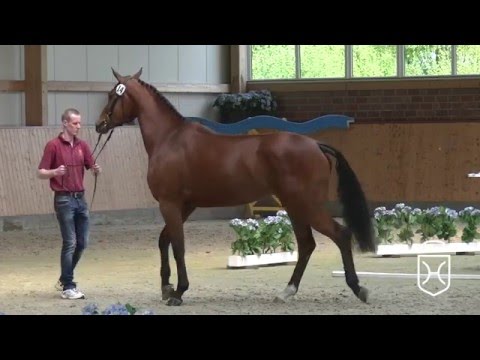 RD14 Holsteiner Stute von Cascadello I - Cassini I - Acord II