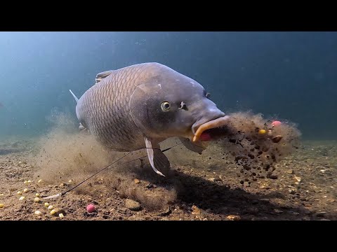 This Is How Carp Eat Boilies & Corn Underwater (Hooked in the End!)