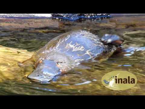 Inala Nature Tours