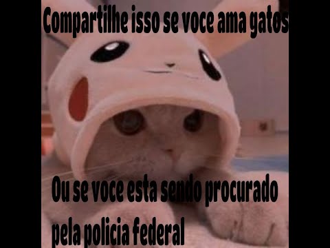 lisbooa - compartilhe esse som se vc ama gatos ou se voce esta sendo procurado pela policia federal