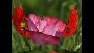 Nature's Canvas: Exploring the Beauty of Corn Poppy, Dahlia, and More