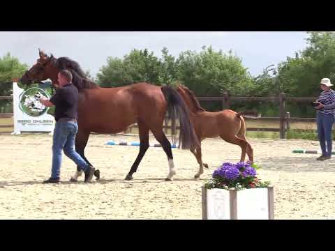 Holsteiner Fohlenschau Föhr 2025 | HF | Q-Verdi – Numero Uno – Larimar | St. 18A2 | G. Ohlsen