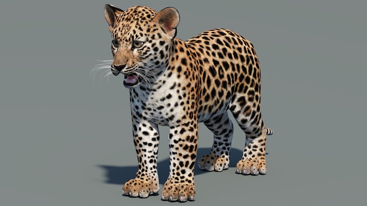 Leopard Cub 3D Model