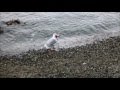 Seagull Eats Starfish Stanley Park Seawall Vancouver BC