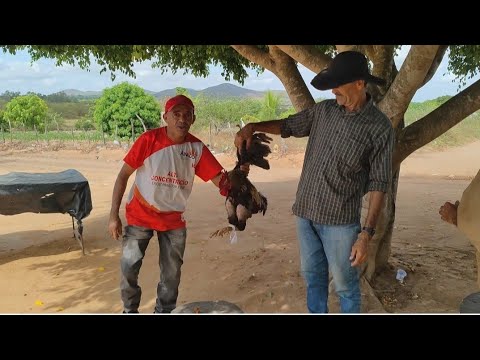 Feira do troca de cima xexéu em Estrela de Alagoas. AL. 18/01/2026
