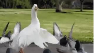 Peret- La Rumba del Tracatrá