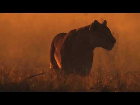 Gaceloide- Rodeado de robots