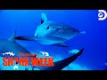 Sal From Impractical Jokers Test Of Courage Diving With Shark Repellent Shark Week Discovery