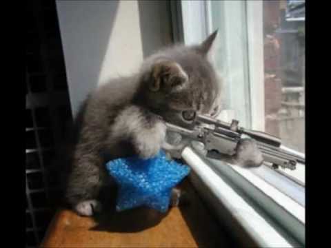 Gatos Pendejos / Retarded Cats  Music Video