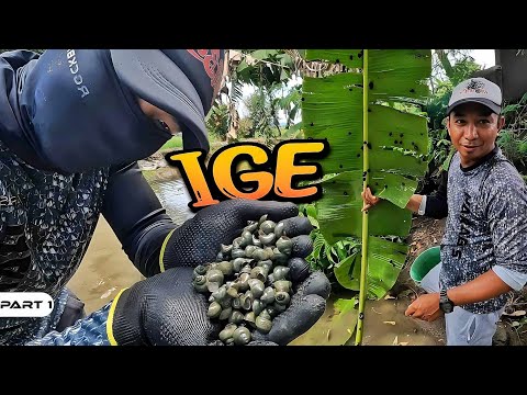 P1-Pangunguha ng Ige - EP1079