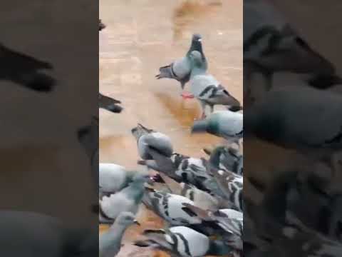 #Jay Jagannath #🙏🙏⭕❗⭕🙏🙏#🙌🙌🙌#