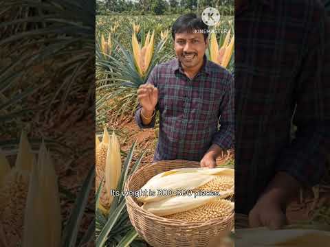 మొగలి పువ్వు