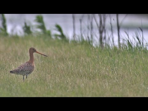 BuitenGewoon 22-09-2015 Groenlanden