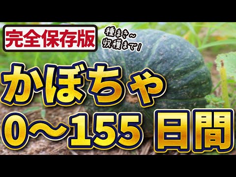 カボチャの方が好き:こうやって作る 植物