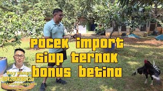 Download lagu PACEK IMPORT SIAP DI TERNAK BONUS BETINA mp3