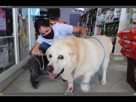 Quatro Patas Pet Shop Tubarão