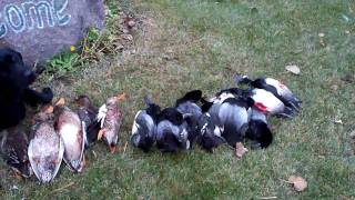 preview picture of video 'FALL DUCK HUNTING HUNT DAILY LIMIT SHOT IN NORTH DAKOTA'