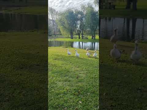 Termas villa elisa entre rios