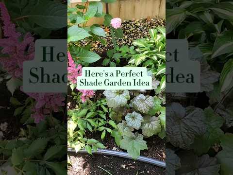 The Best Shade Plant Combo for a Breathtaking Garden! #gardening #flowerideas #gardentips #howto