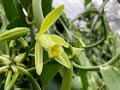 How To Hand Pollinate A Vanilla Bean Orchid By VanillaPura April 2022 With Our Hawaiian Farmer