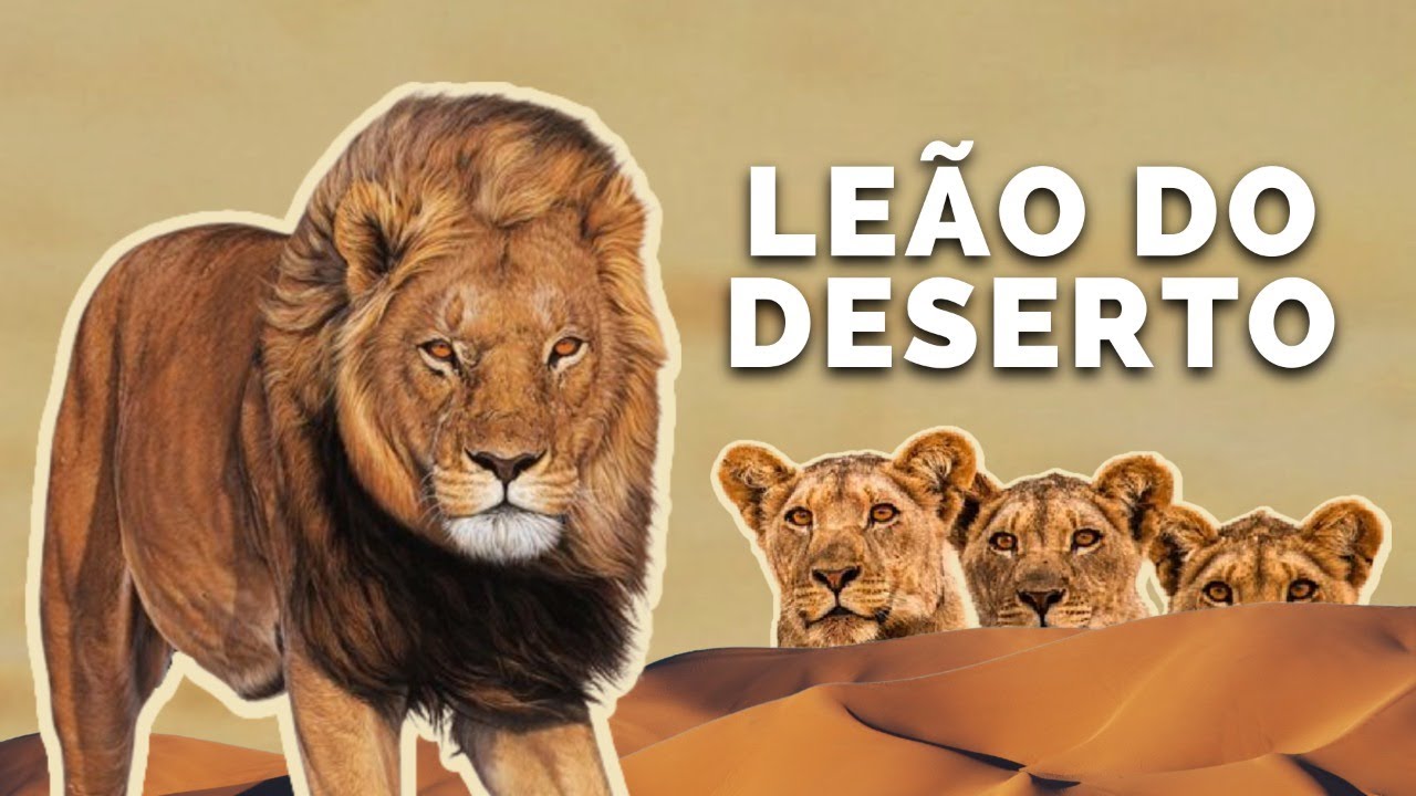 COMO OS REIS SOBREVIVEM NESSE LUGAR? OS LEÕES-DO-DESERTO SÃO DIFERENTES DOS OUTROS LEÕES?