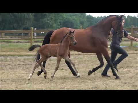 Stutfohlen von Bohemian- Lucky Champ- Coriander