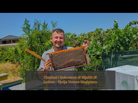 Zbulimi i Sekreteve të Mjaltit të Luleve – Vjelja Verore Shqiptare