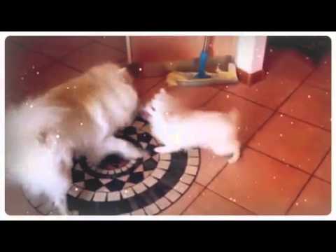 Gli indomabili  (Created with @Magisto)