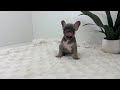 French Bulldog dogs for sale: Fern - Video 1
