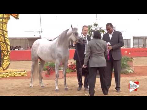 Most Beautiful Head Award - Class 3 - N. 61