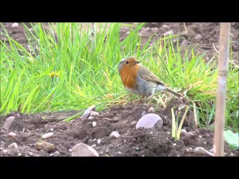 A Robin eating a worm - Allotment Grow How