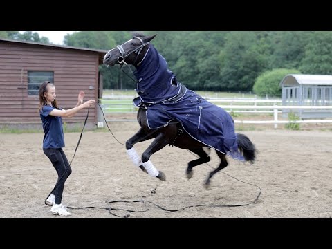 Pferd in Schrecksituation passt auf seine Besitzerin auf - Stute Bella reagiert bewundernswert