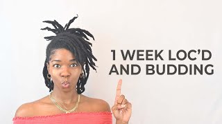 How To Loc FASTER! My STARTER LOCS Are BUDDING!  | Loc Journey 1 Week Update