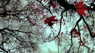 The Beauty Of Sadness.mov