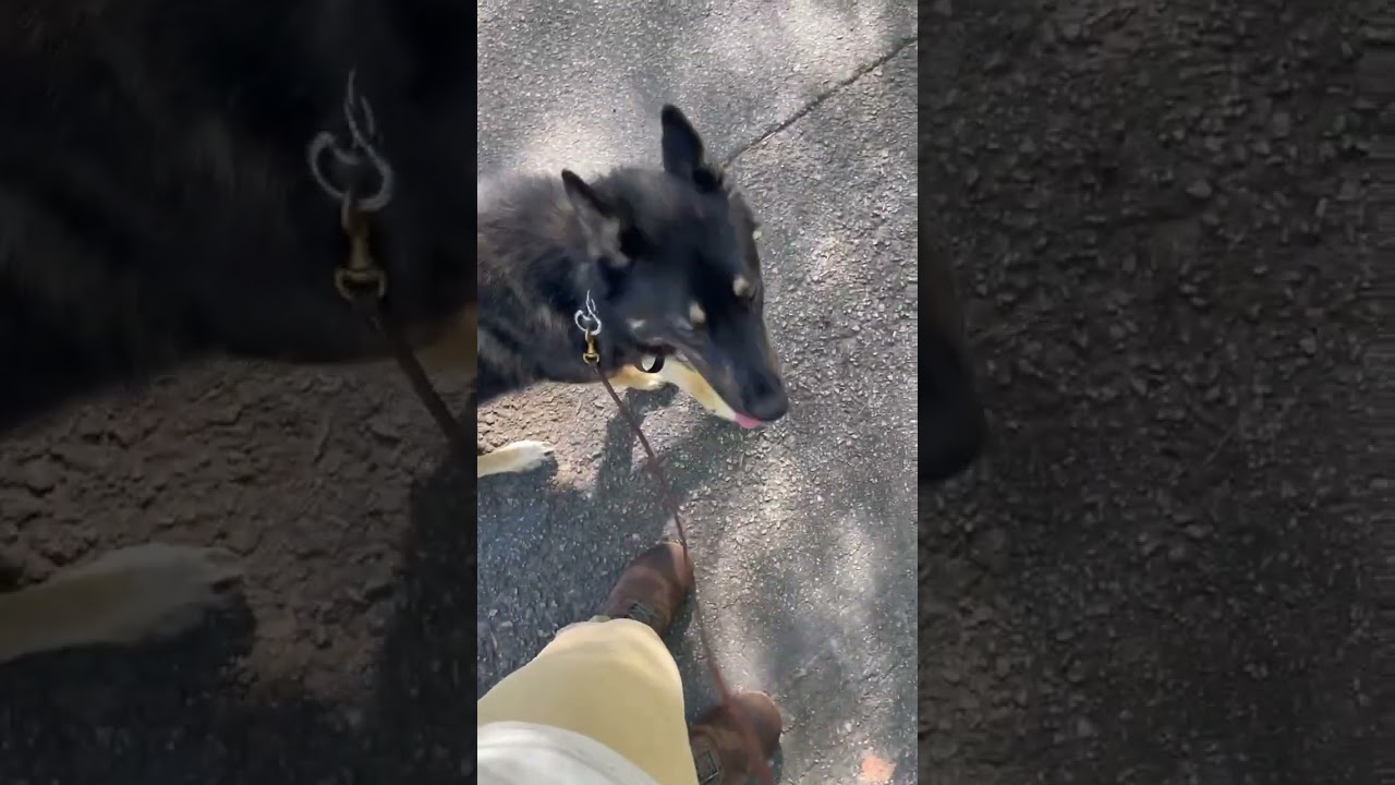 Dog Training - More Heel Practice On A Walk