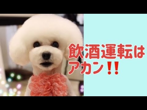 ワンワンU・x・Uお悩み相談室3️⃣9️⃣〜越前市「ジャスミンちゃん」#飲酒運転は犯罪