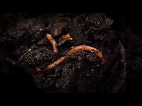 The Amazing World Of Earthworms