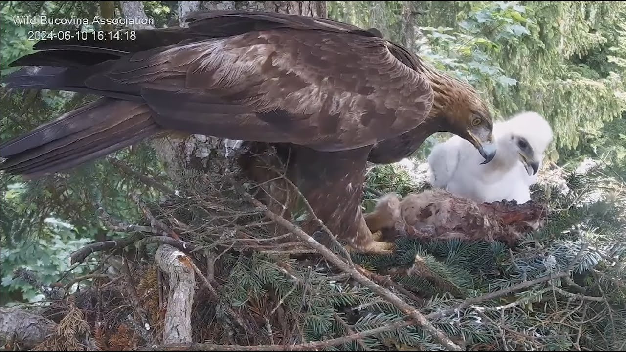 Acvila de munte, sezon de reproducere 2024, SUHARD / Golden eagle, breeding season 2024, SUHARD