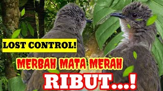 Download lagu AMPUH! suara merbah mata merah ribut MASTERNYA burung merbah NYAUT cocok utk pikat merbah mata merah mp3 Download lagu AMPUH! suara merbah mata merah ribut MASTERNYA burung merbah NYAUT cocok utk pikat merbah mata merah mp3