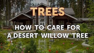 How to Care for a Desert Willow Tree