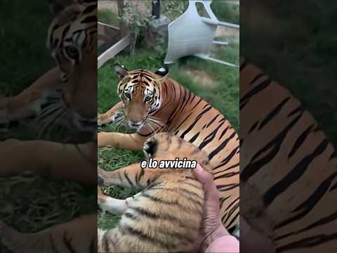 La tigre madre non si fidava del suo custode 🤯