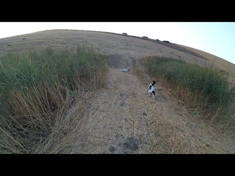 Chasse de la caille des blés avec chiens d'arrêt: les meilleurs moments de 2019