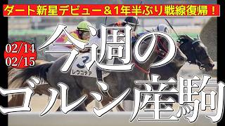 今週のゴールドシップ産駒 (02/14,15)【ダート新星デビュー＆1年半ぶり戦線復帰！／レウコテア,リアルセンターなど】